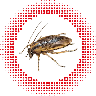 Karaluchy - zwalczanie karaluchów w Warszawie