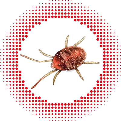 Obraz kleszcza - ochrona przed szkodnikami
